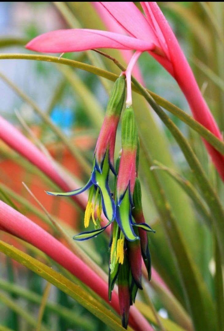 ギムノカリキウム フェロシオール 発根済 特大株_3 大株、希少価値高